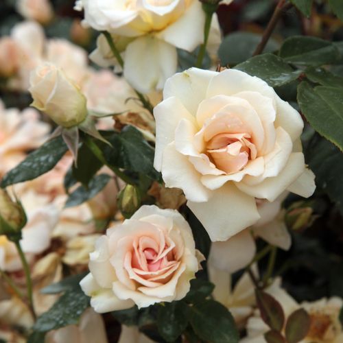 Shop - Rosa Crépuscule - gelb - noisette rosen - stark duftend - Francis Dubreuil - Durchgehend blühende, apricotfarbene, süß duftende Noisette-Rose, die man als Busch oder zum Beranken von Rosenbögen einsetzen kann.